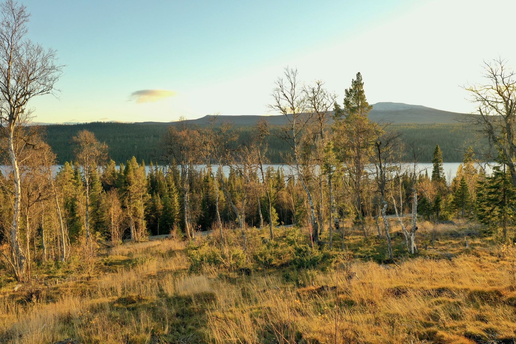 Bild på tomten